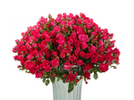 Алисия/розы кустовые